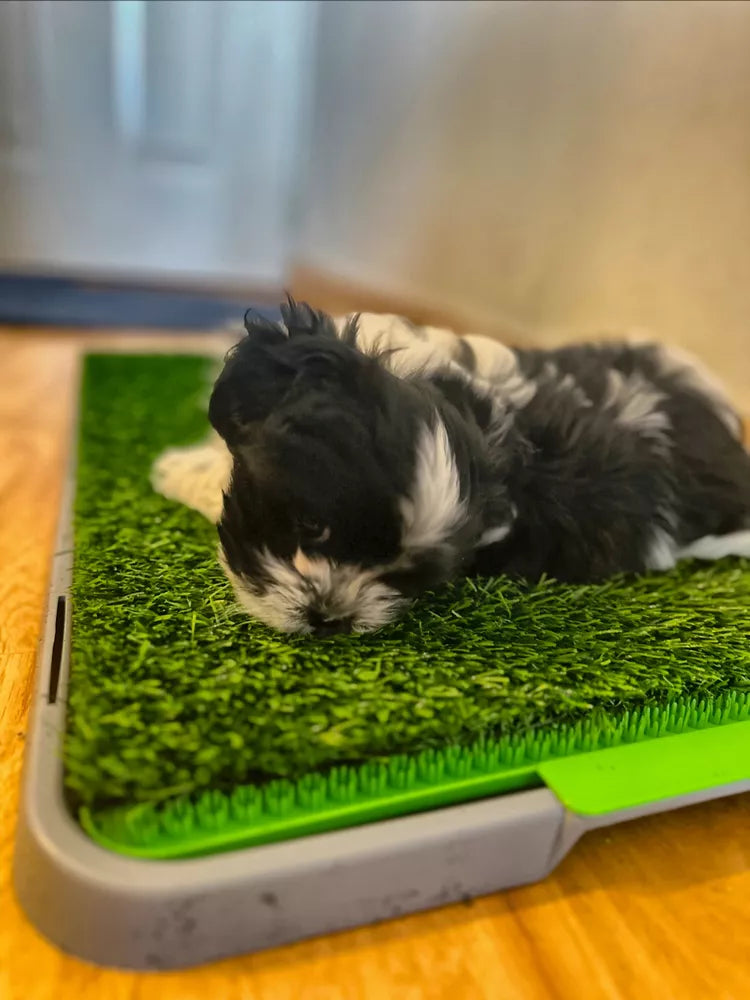 Tapete Entrenador para Mascotas 🐶 Baño Interior sin Ensuciar la Casa GRANDE