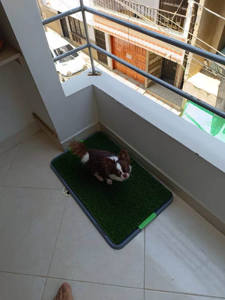 Tapete Entrenador para Mascotas 🐶 Baño Interior sin Ensuciar la Casa GRANDE
