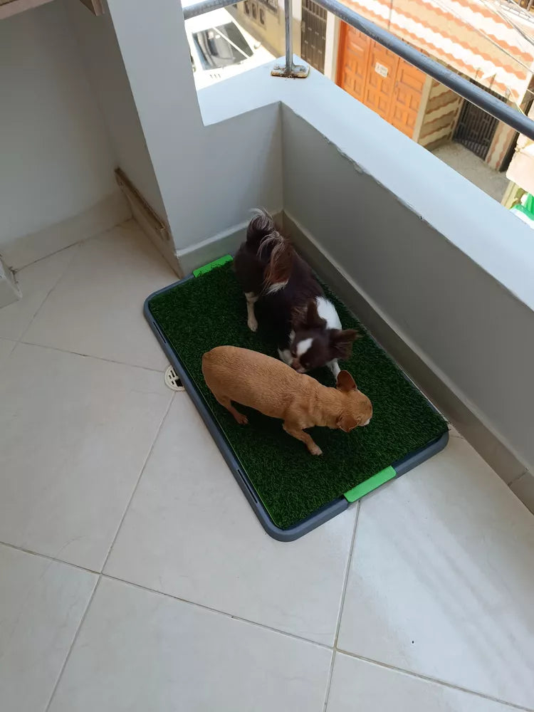 Tapete Entrenador para Mascotas 🐶 Baño Interior sin Ensuciar la Casa GRANDE